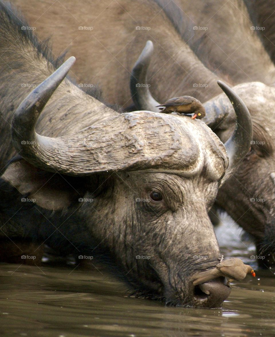 A buffalo drinking water at the watering hole - an ox pecker on his nose, doing the same 