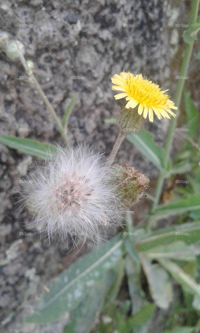 yellow flower and seed