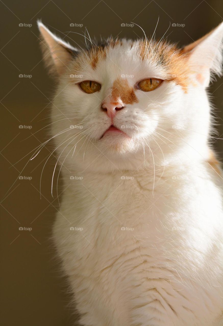 cat 🤬 anger emotions portrait close up in sunlight