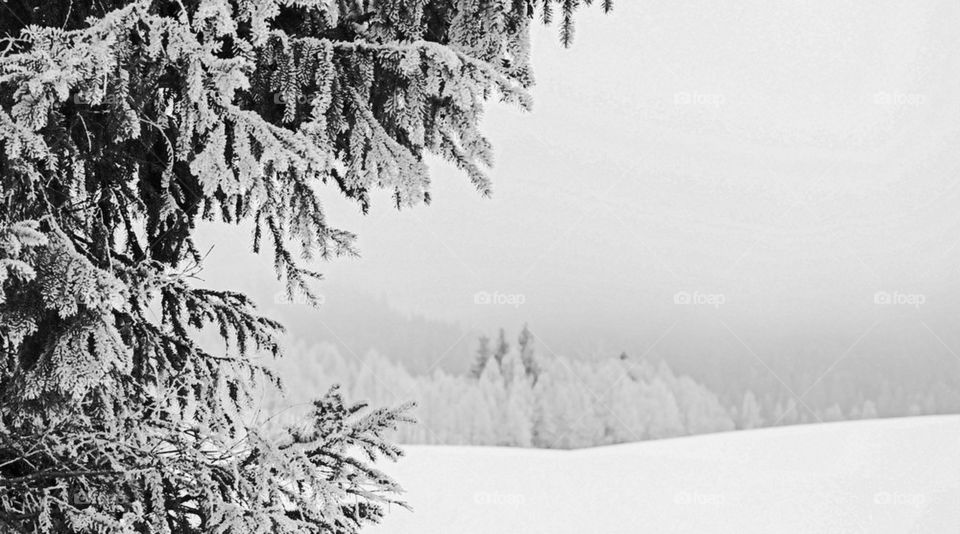 Frosty tree