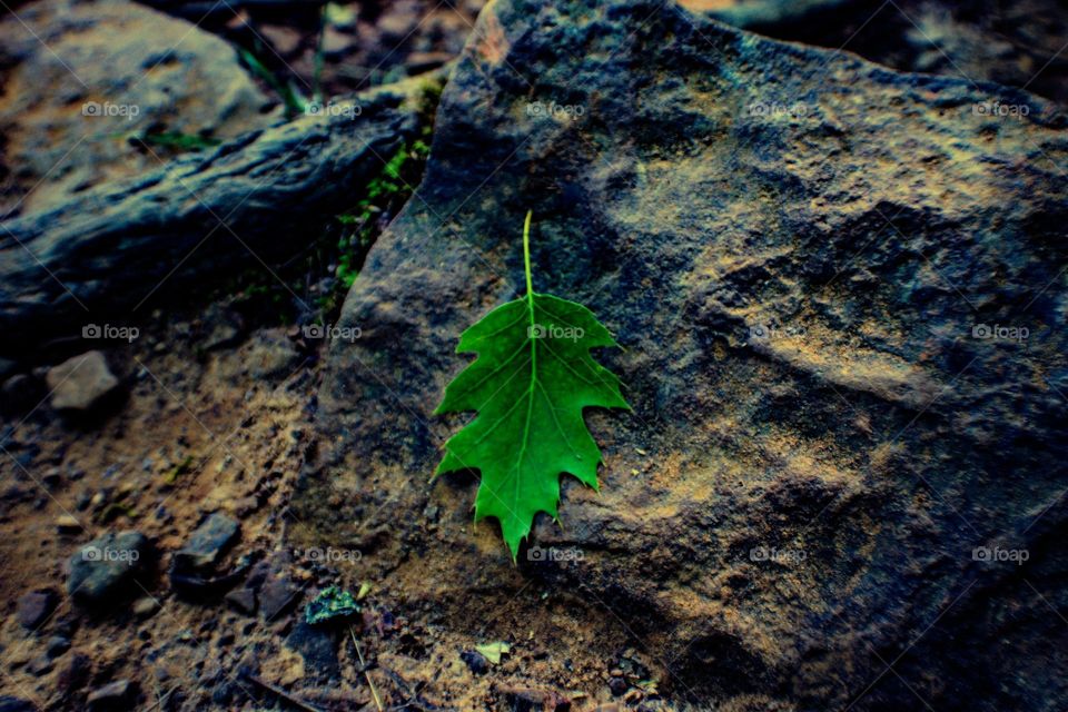 Fallen leaf resting on a rock