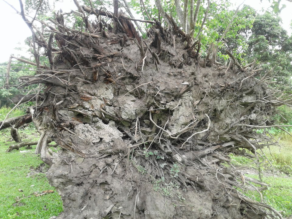 Tree roots