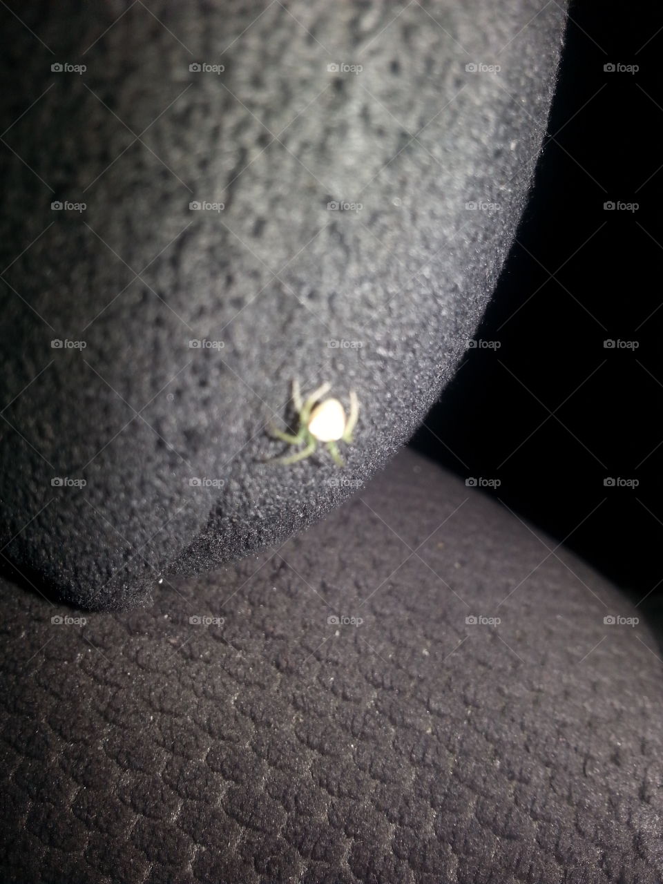 spider contrast. spider with a background