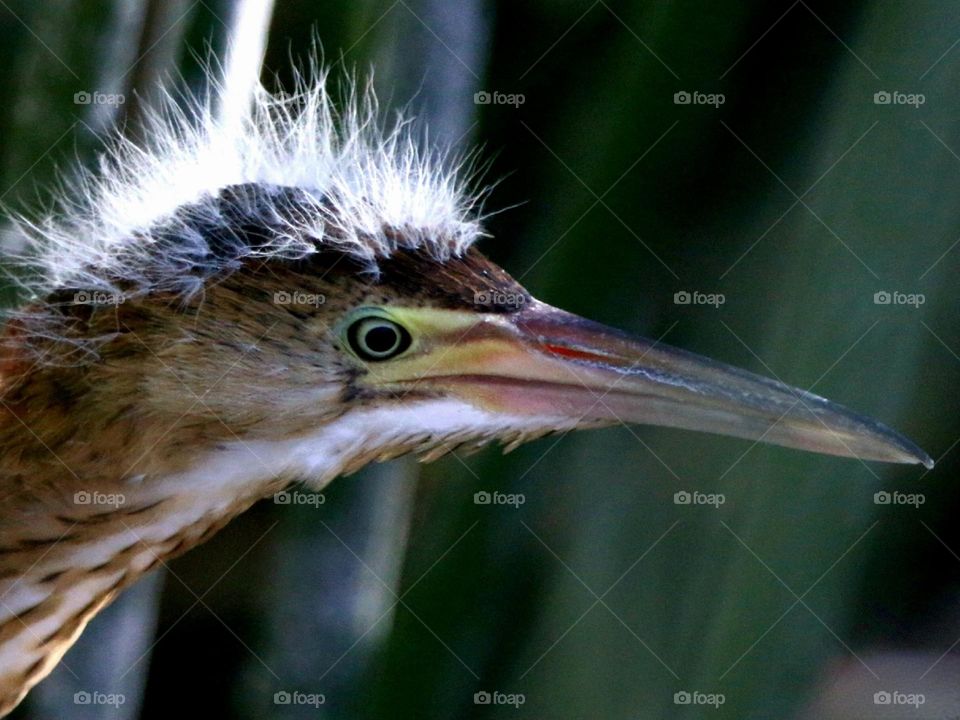 Closeup of Least Bittern Juvenile