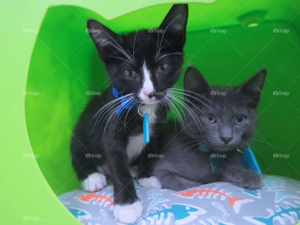 Two kitties waiting for adoption 