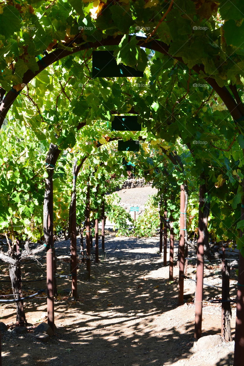 Wine Vines