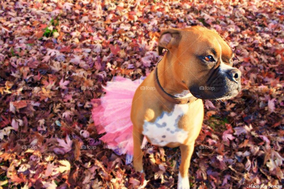 Fall with a touch of sass