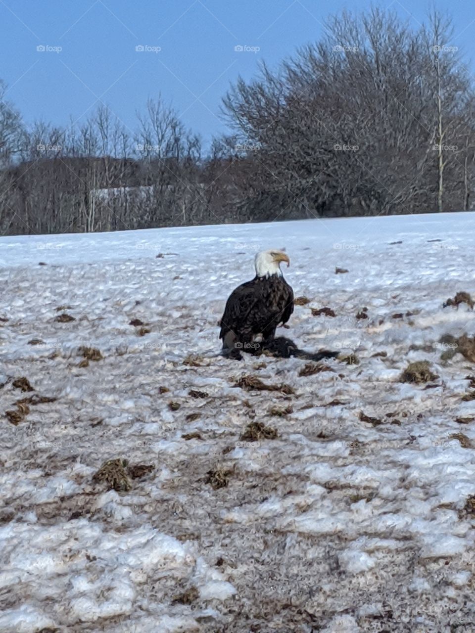 Bald eagle and pray in winter.