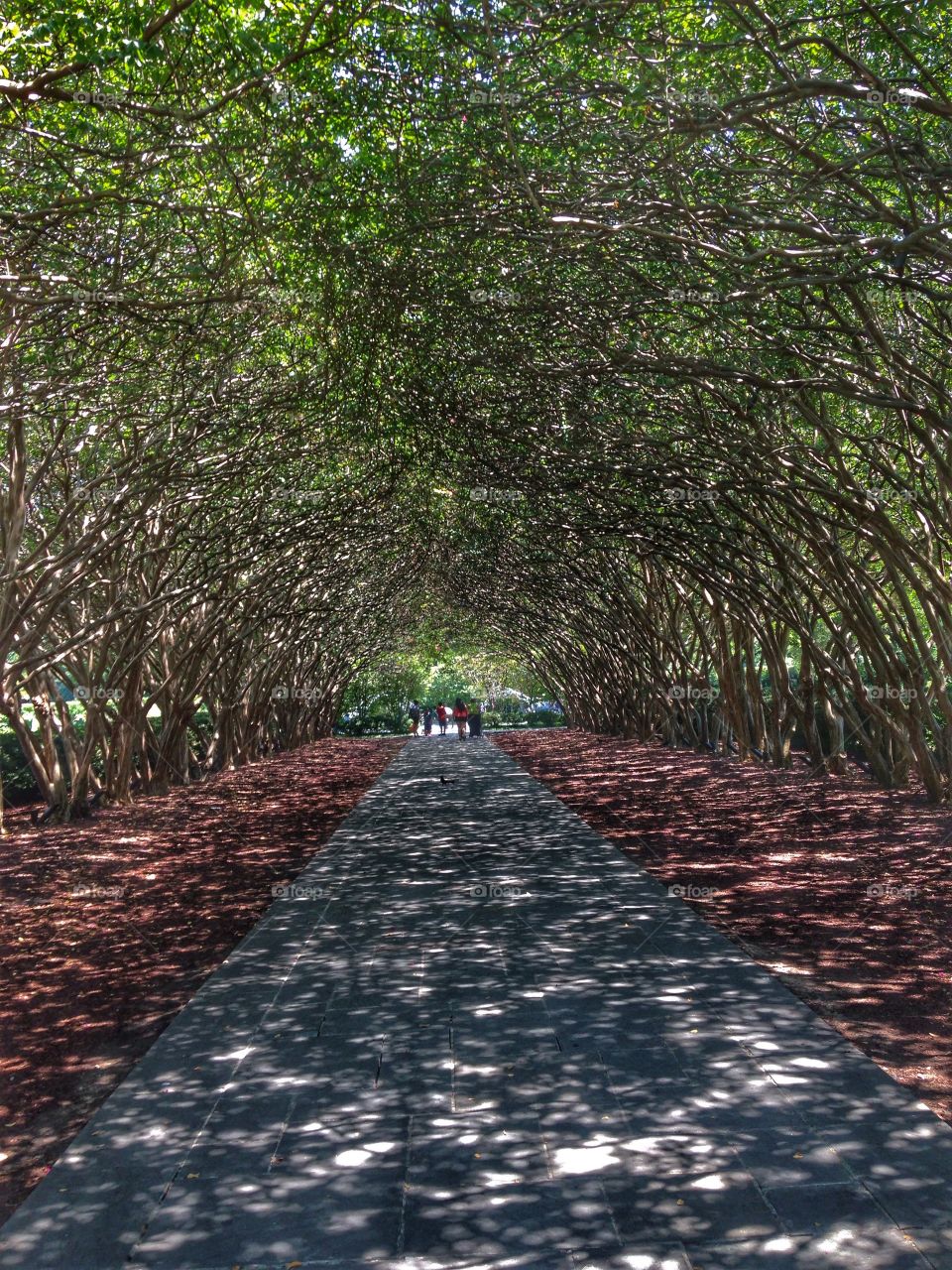 The shady tunnel. A tunnel made from trees