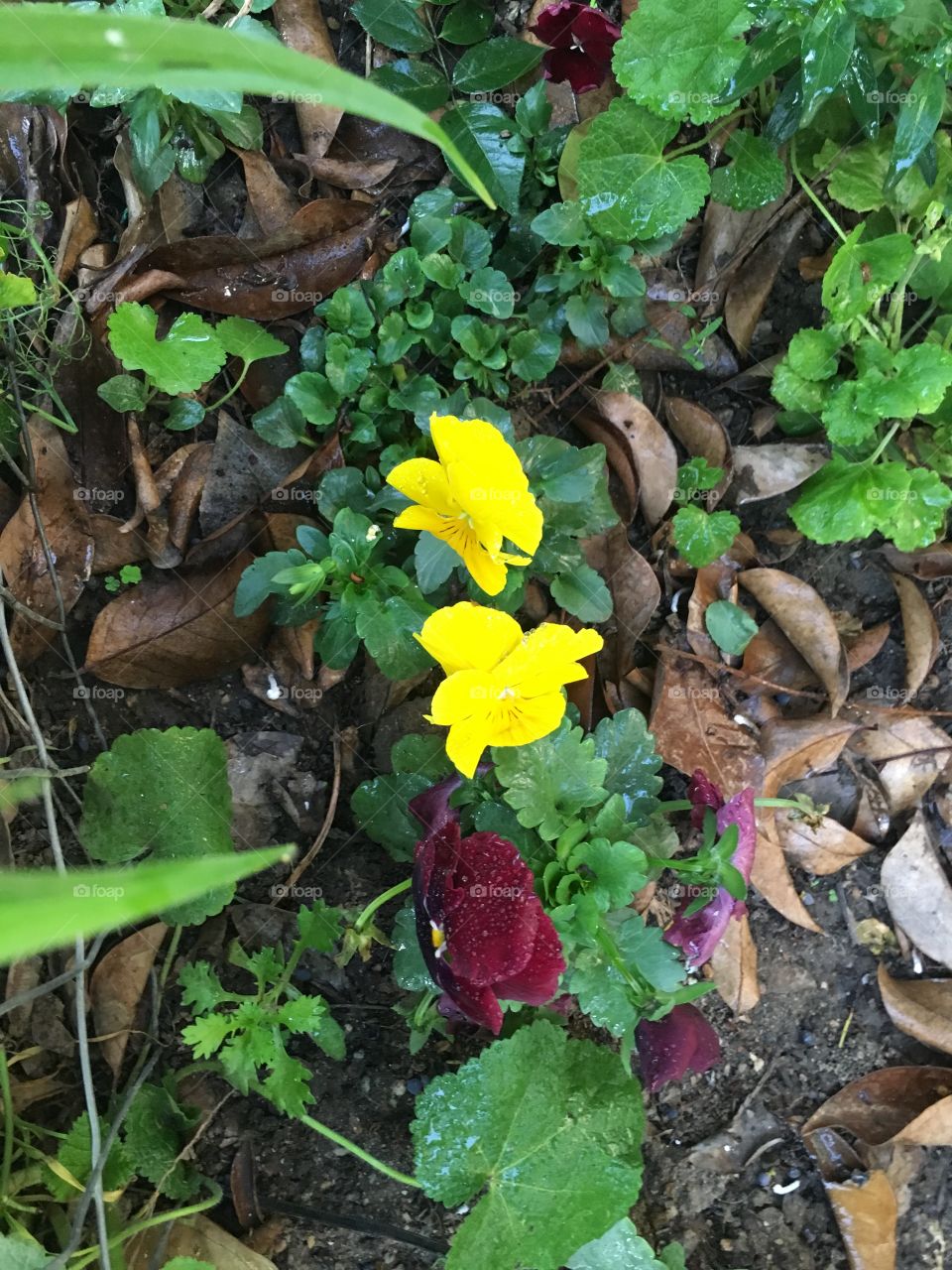 Lindas flores amarillas 