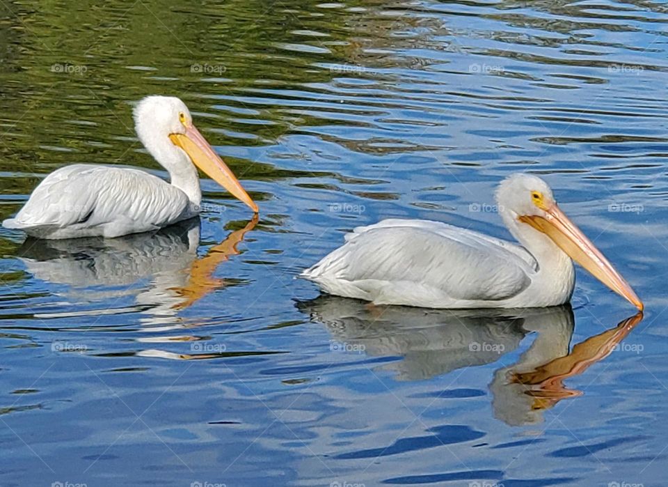 Two White Pelicans in Water