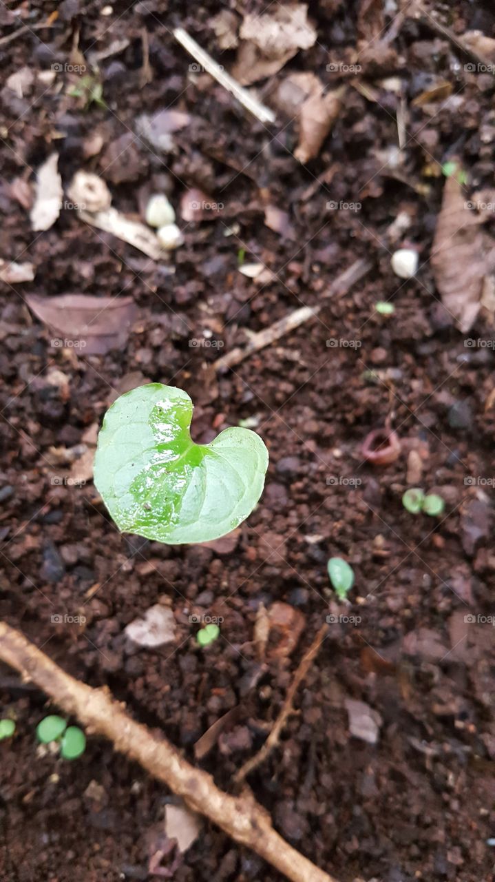 Little leaf