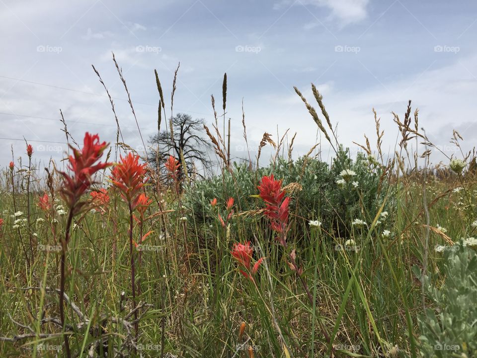 Indian Paintbrush Blooming. The Wyoming State flower, Indian paintbrush, in full bloom on Casper Mountain in Casper, Wyoming 