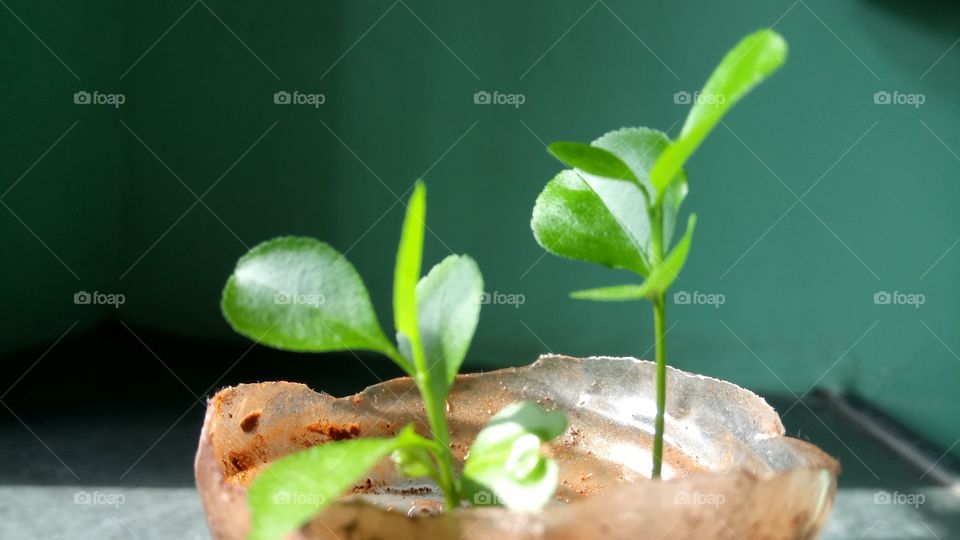 Lemon sapling