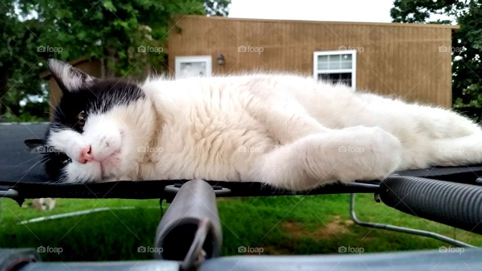 Cat on a damp trampoline