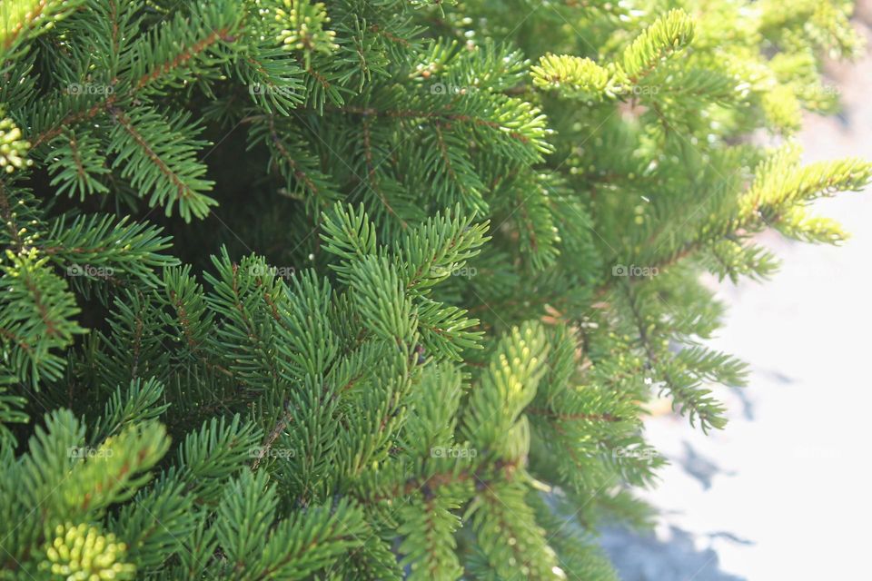 A close up of an evergreen tree on a sunny day in the mountains of New England during autumn.