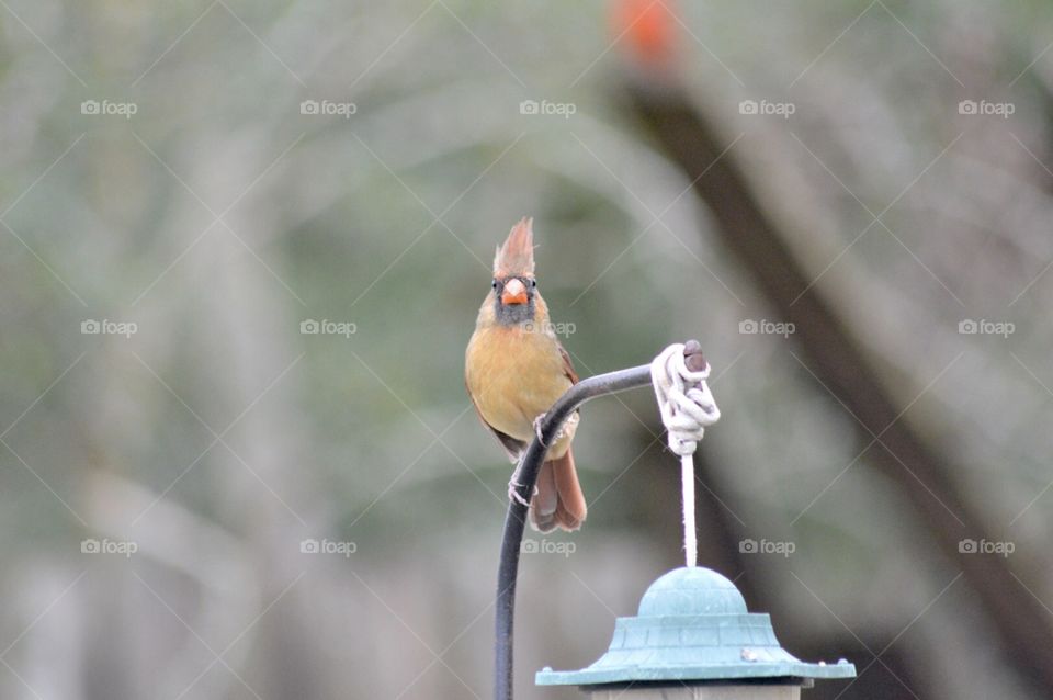 Cardinal perched on top of a feeder 