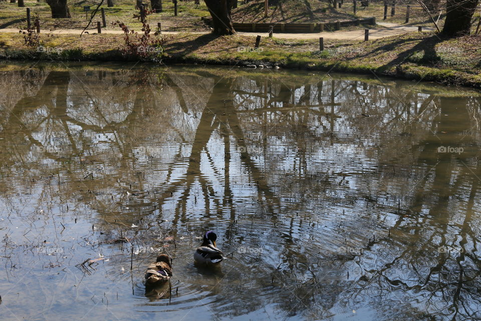 Birds in the lake
