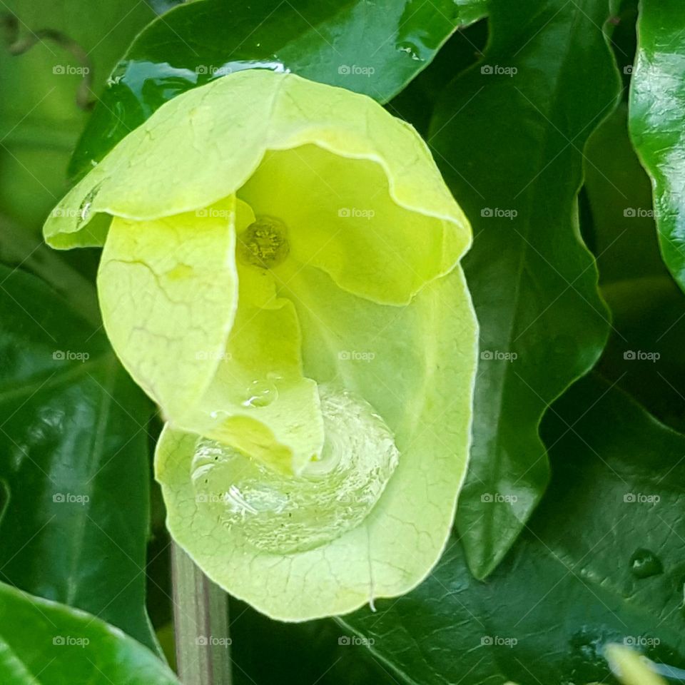 Raindrop Inside Passiflora