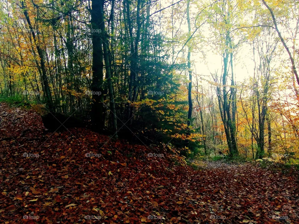 Forêt