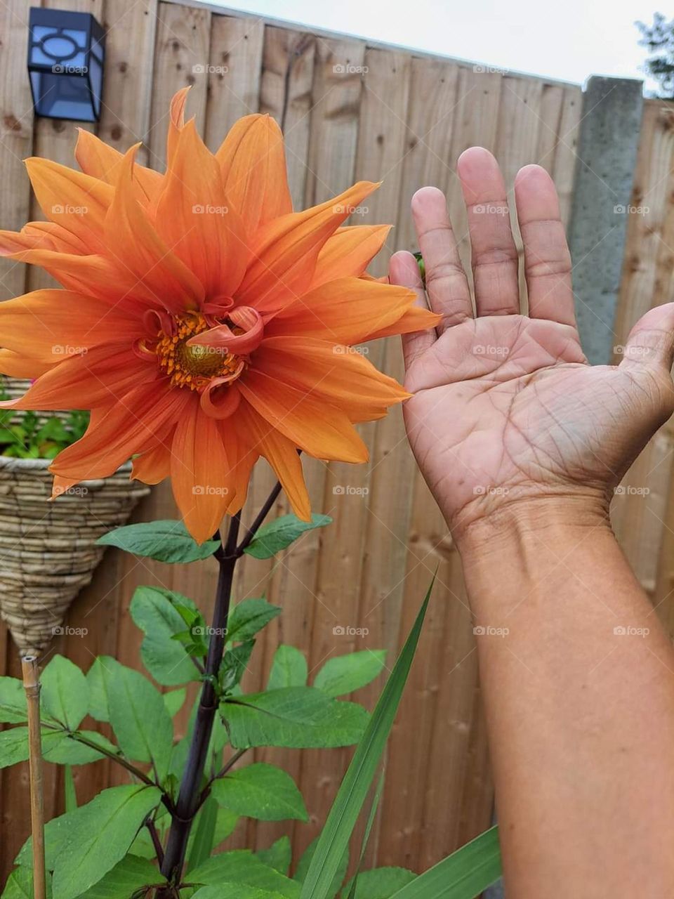 This hybrid rose flower was bigger than my palm