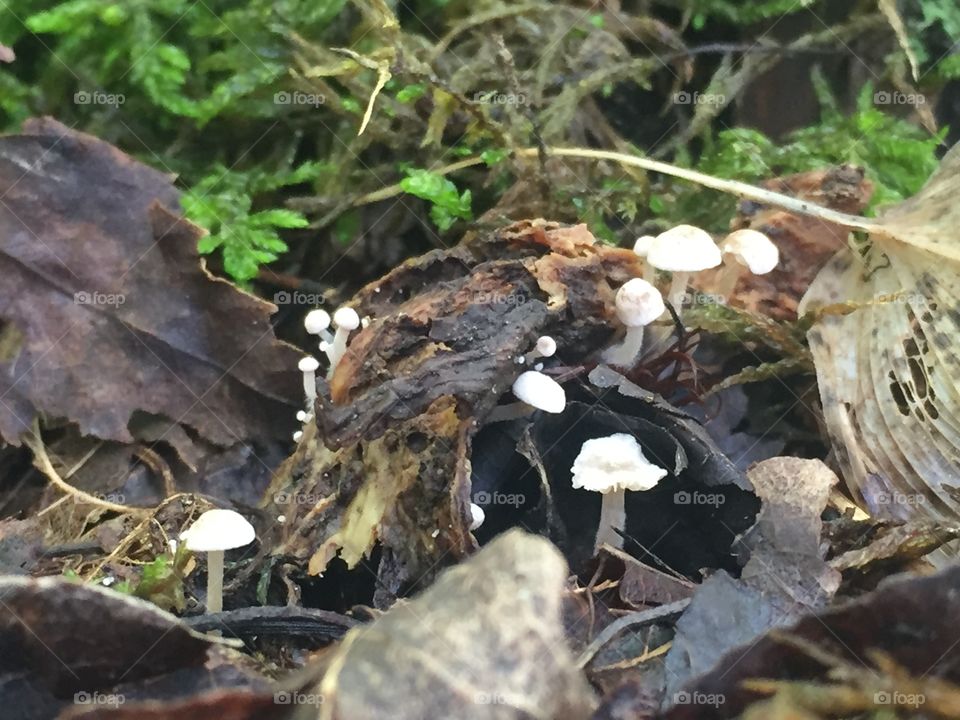 Tiny mushroom fungi 