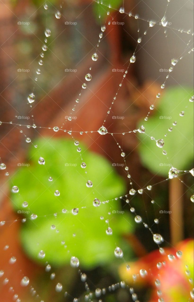 Beads of water on a spider web
