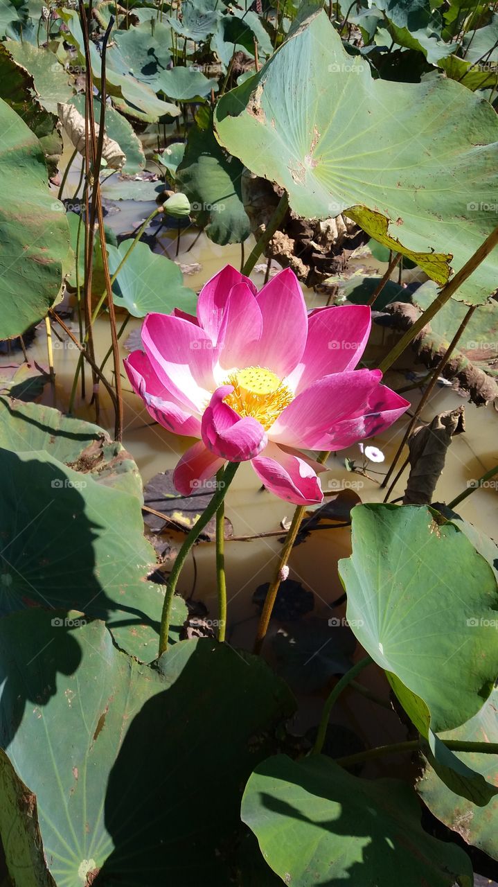 Lotus in marsh