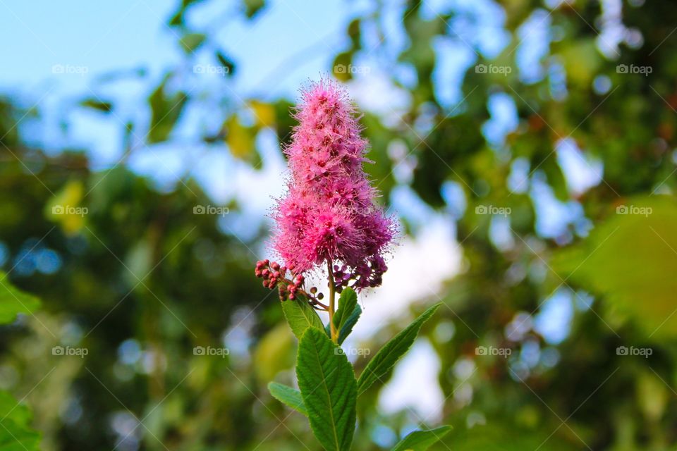 Bridewort, pink fluffy flower, Spiraea salicifolia 