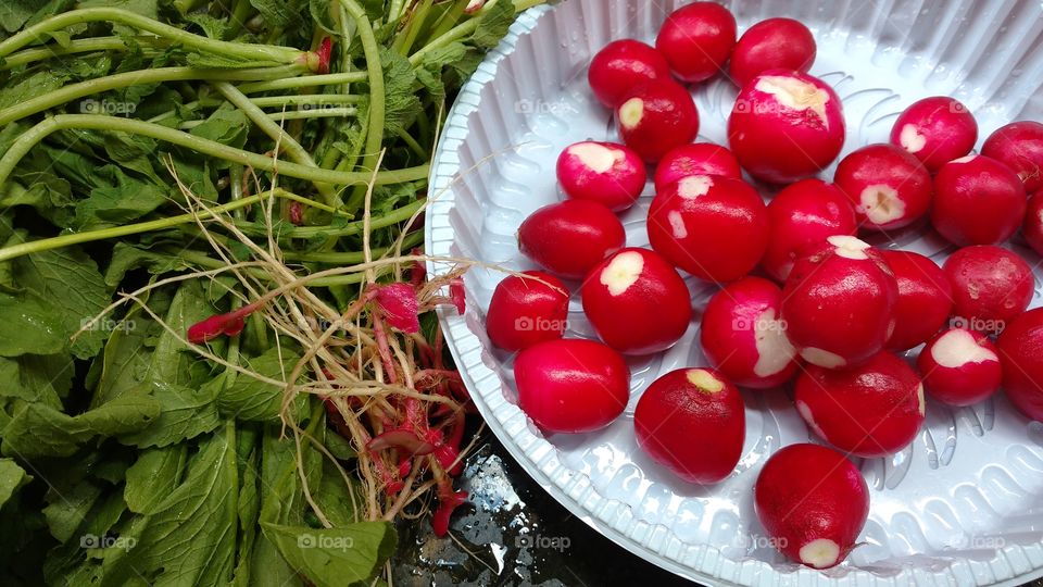 Separação de rabanetes, as raízes das folhas.