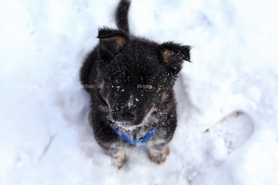Puppie puppy blue heeler collie mixed mix border heeler cattle ranch dog cute snow snowy cold weather blue harness snowflakes pet animal 
