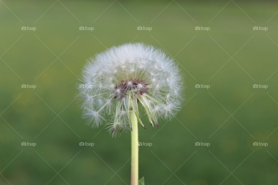 Dandelion close-up