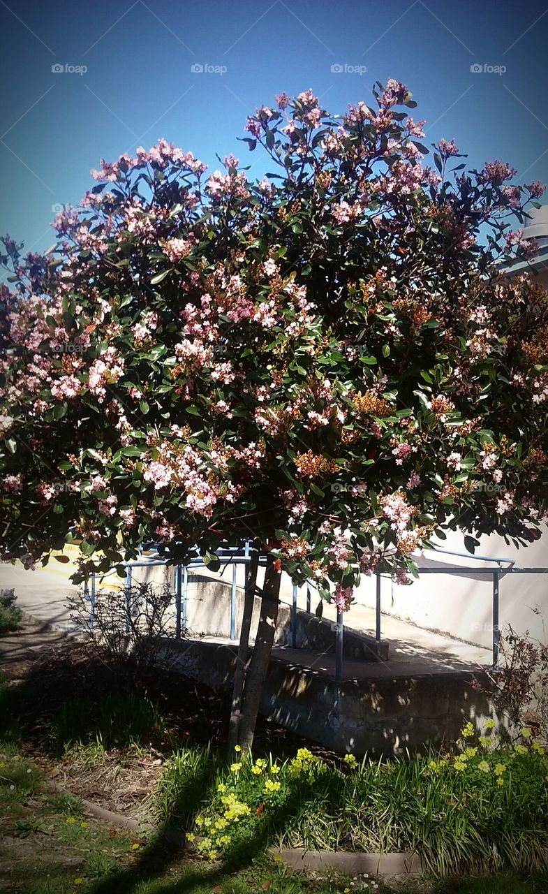 flowering tree