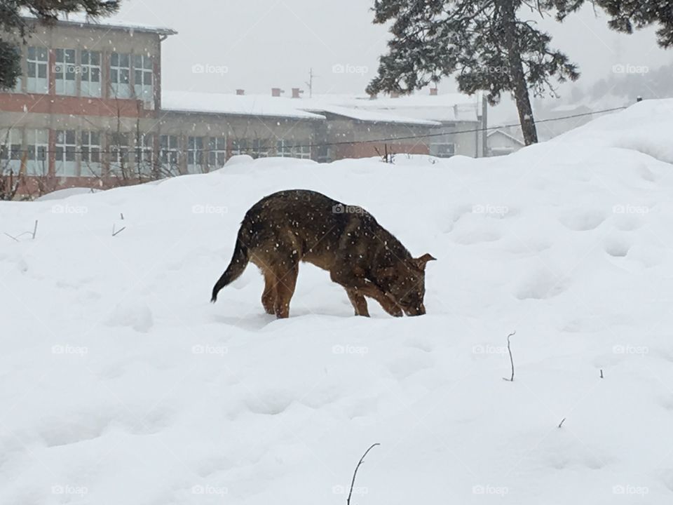 Snow day