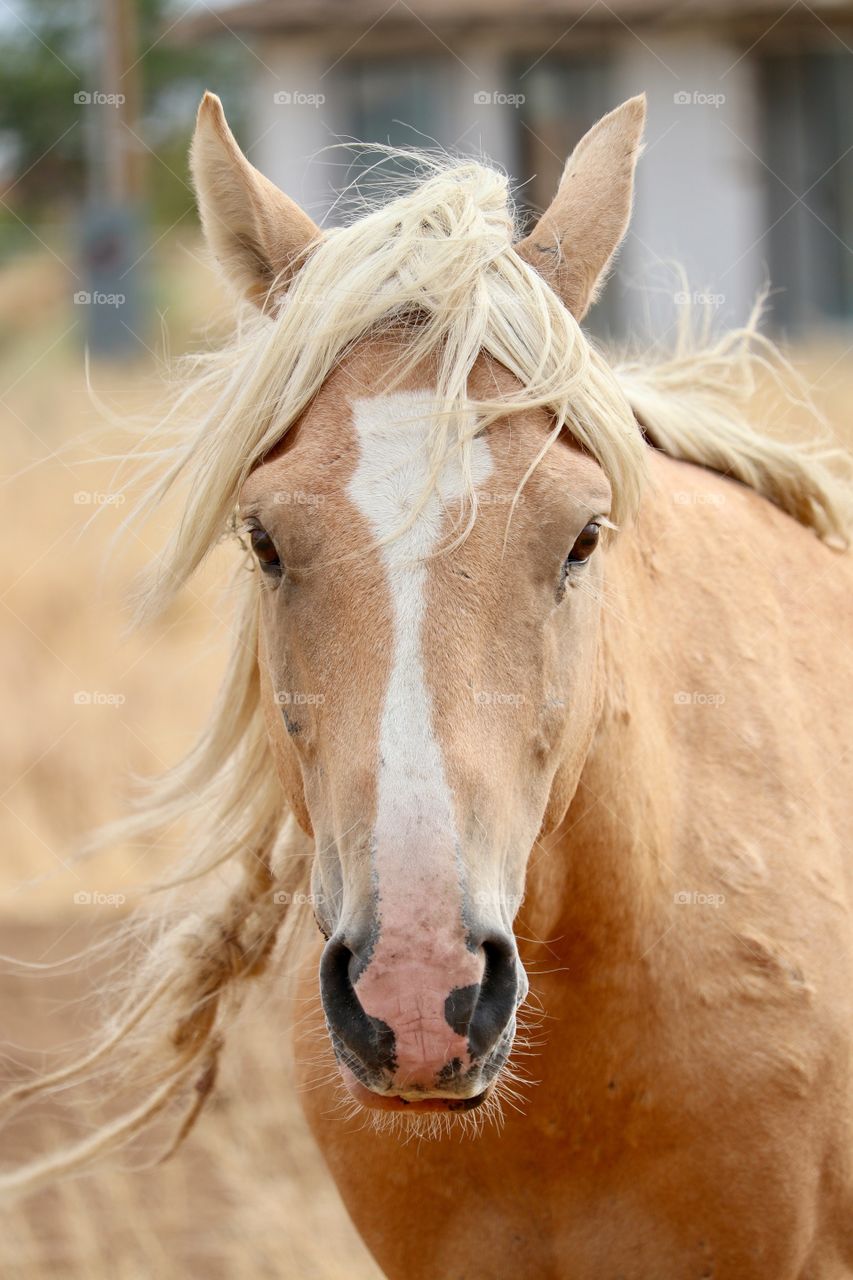 Closeup headshot wild Palomino stallion shot in Stagecoach Nevada in the high sierras 