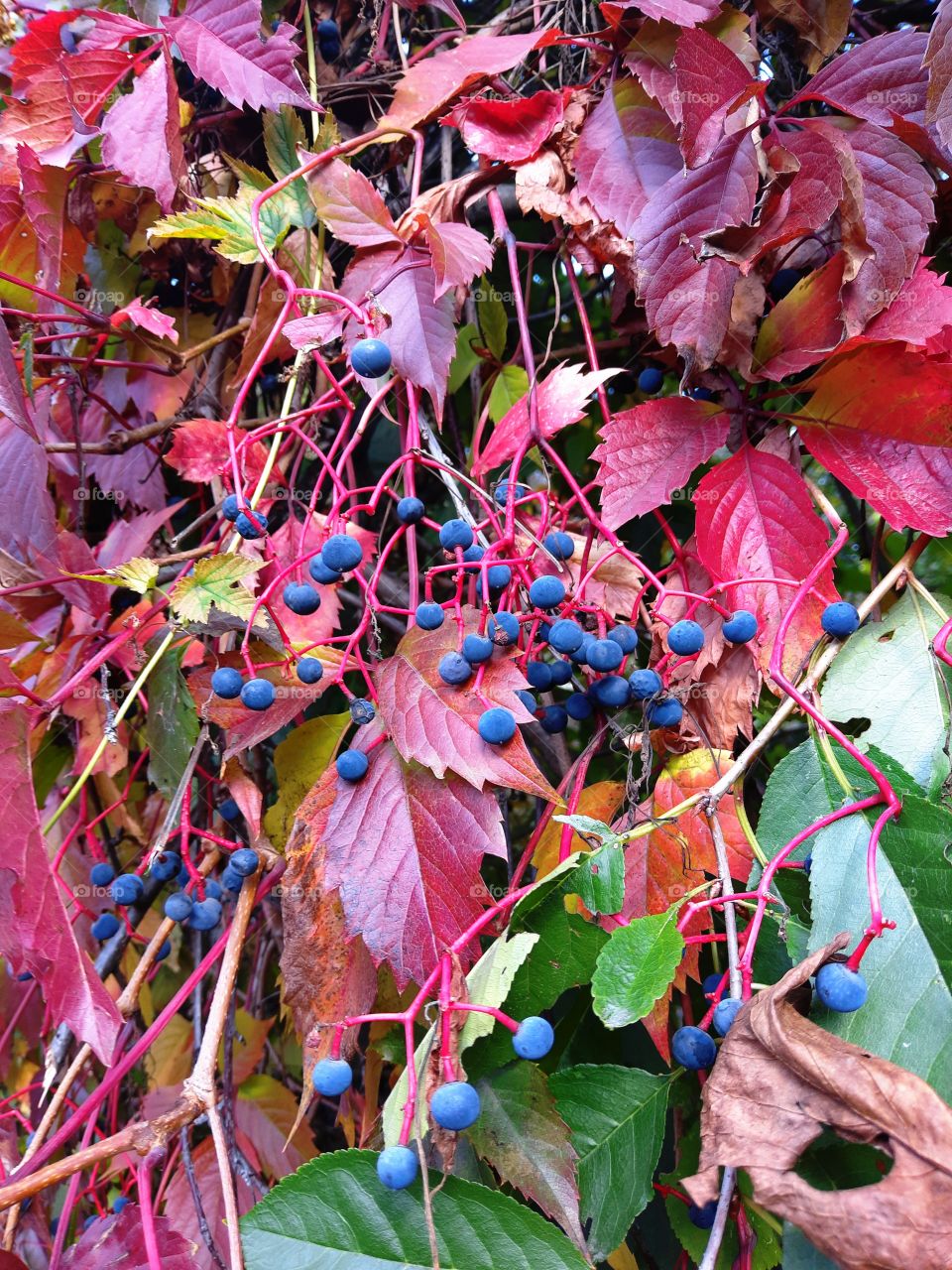 Autumn grapes