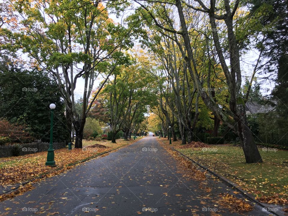 View of autumn leaves and road