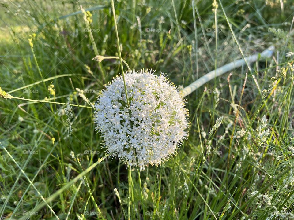 Onion flower stalk from compost