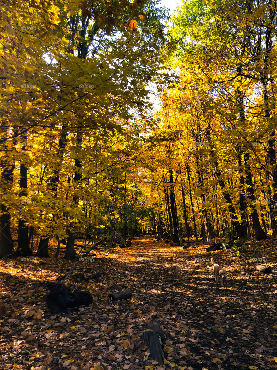 Beautiful forest with streaming sunlight 