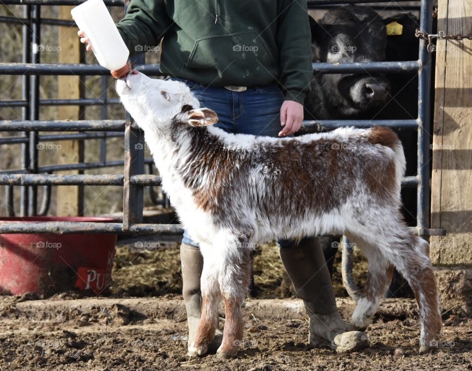 Bottle Fed Calf, beautiful little calf being bottle fed by its owner 