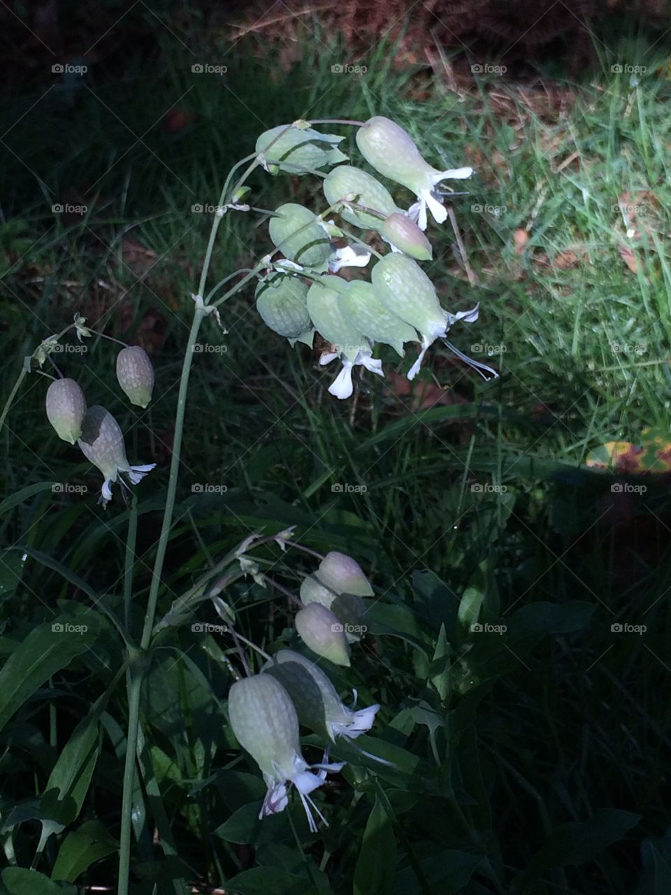 Flowers in the woods 