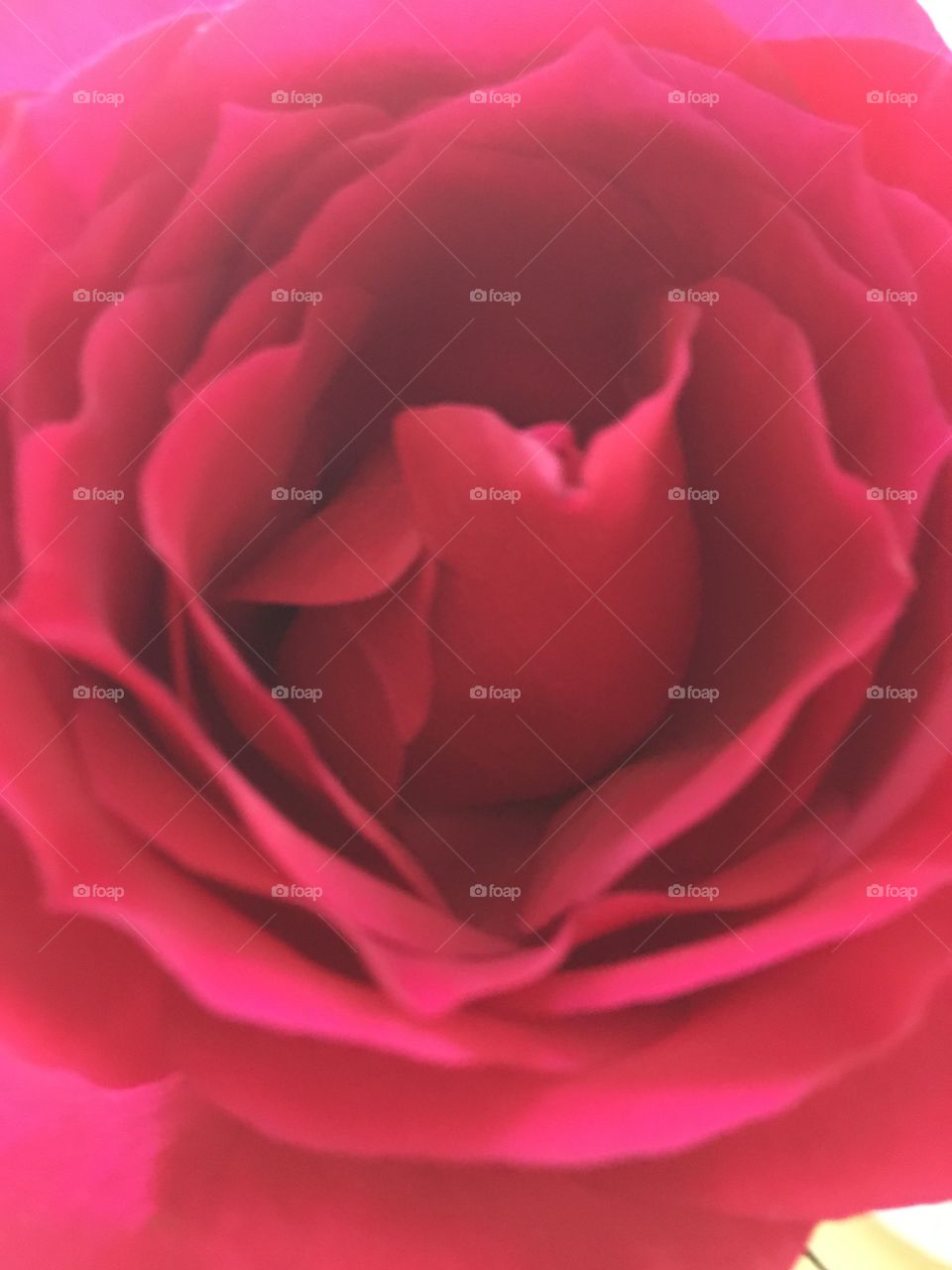 Rose, Flower, Petal, Romance, Love