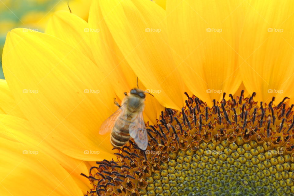 A Bee on the Sumflowe