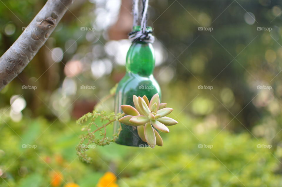 Plant in the bottle , green garden