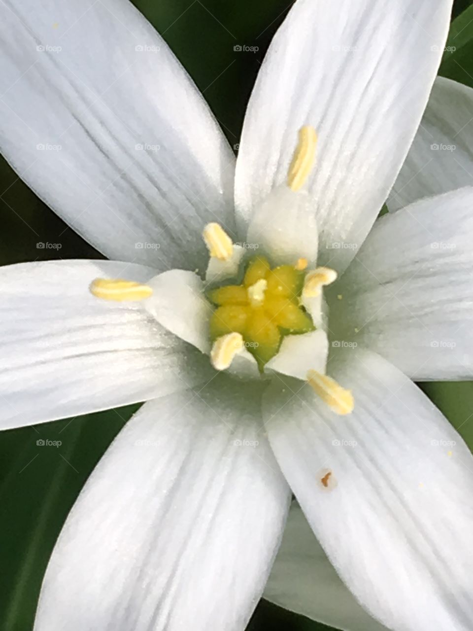 White flower close up 