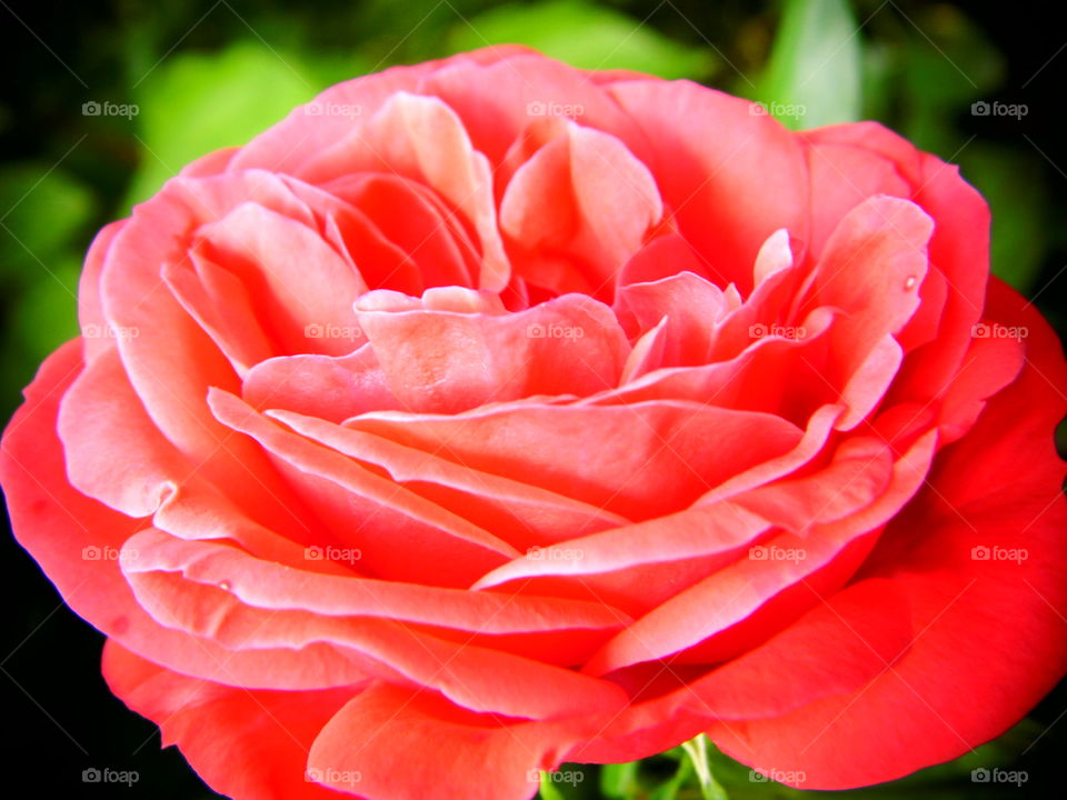 red rose flower in the garden