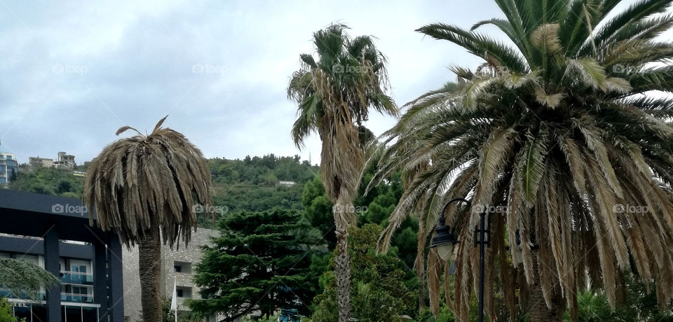 palms, hotel and mountains