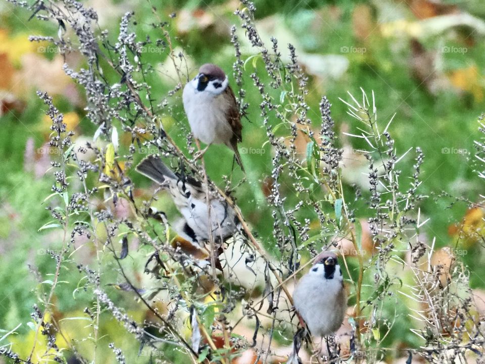 Sparrows