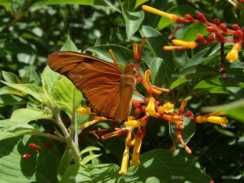 Orange butterfly