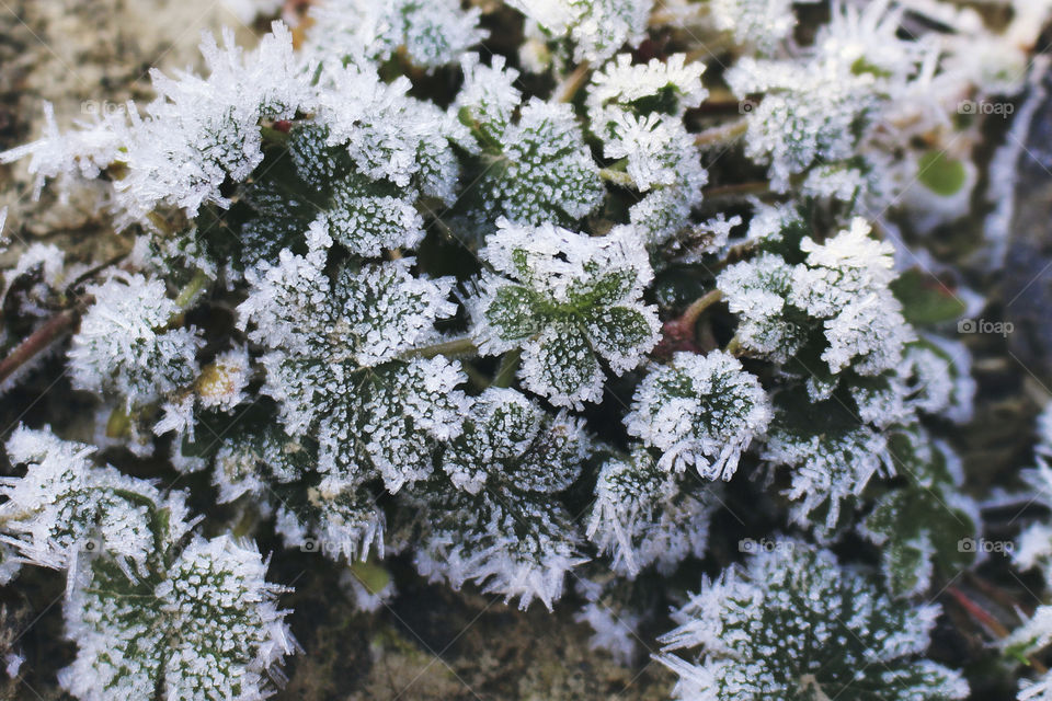 Plant covering with snow